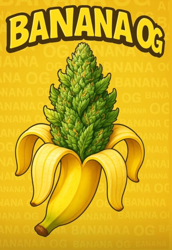 🍌 Banana OG Profile: Sweet, tropical banana notes with a diesel undercurrent Experience: Relaxing, full‑body melt with a euphoric lift Why It’s Special: Cultivated in ultra‑limited batches by Serge Cannabis, ensuring top‑shelf potency and terp freshness