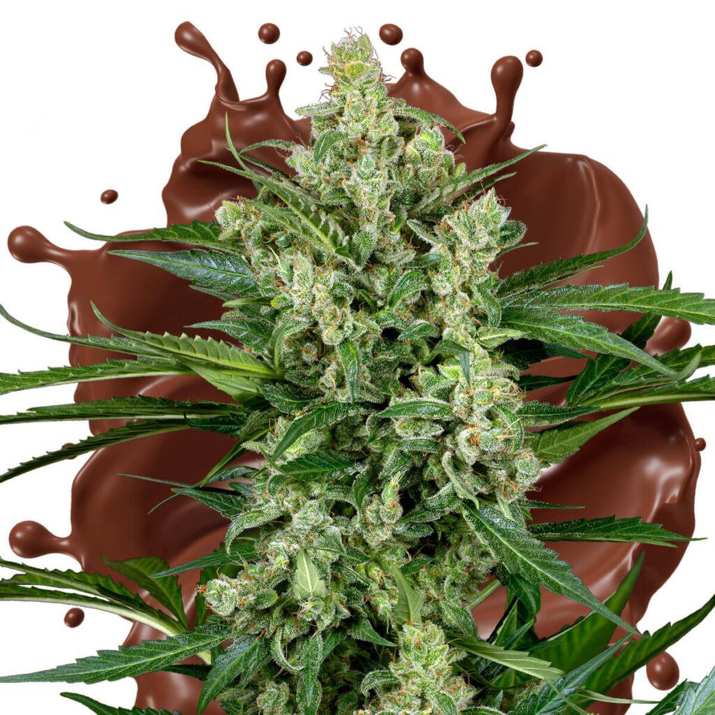 PREMIUM KUSH BY FLOWERS BY FIDELS